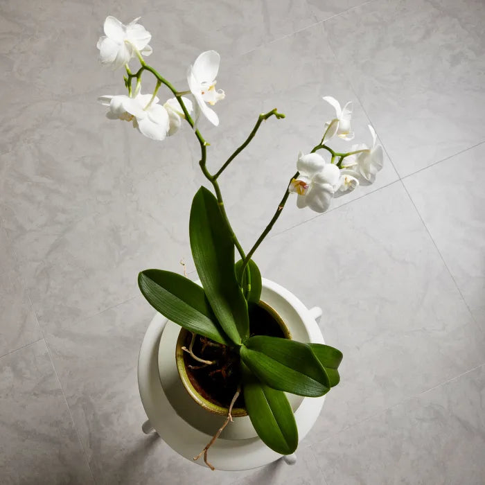 Amtico Spacia Ceramic Light SS5S1565 Glue Down LVT Flooring